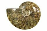 Polished Ammonite (Cleoniceras) Fossil - Madagascar #283423-1